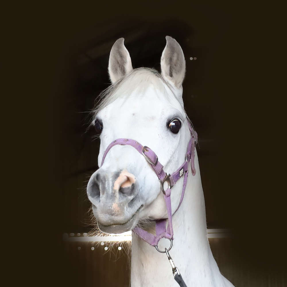 Marbling Lutana -Arabian Stallion.