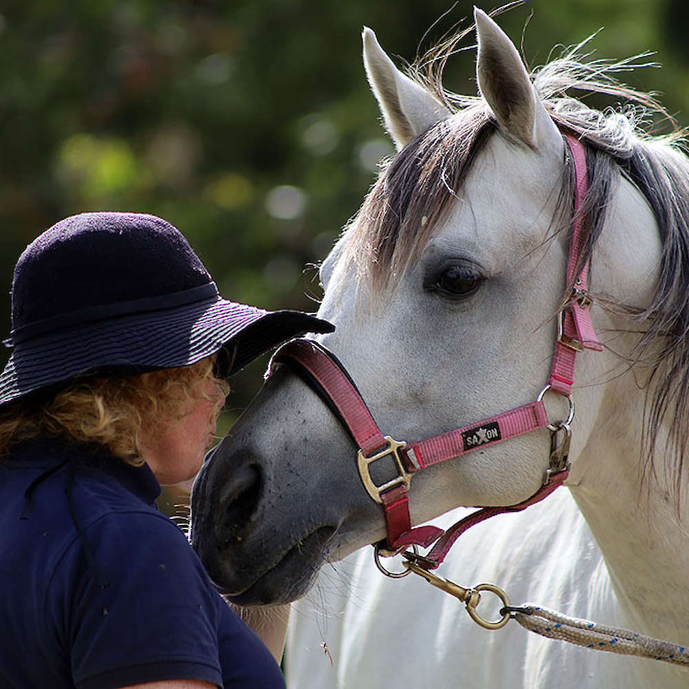 Marbling Padulla - Arabian Stallion. Photo December 2022