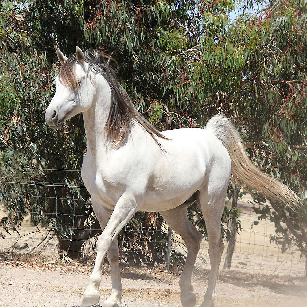 Marbling Padulla - Arabian Stallion. Chloe Ann Photo.