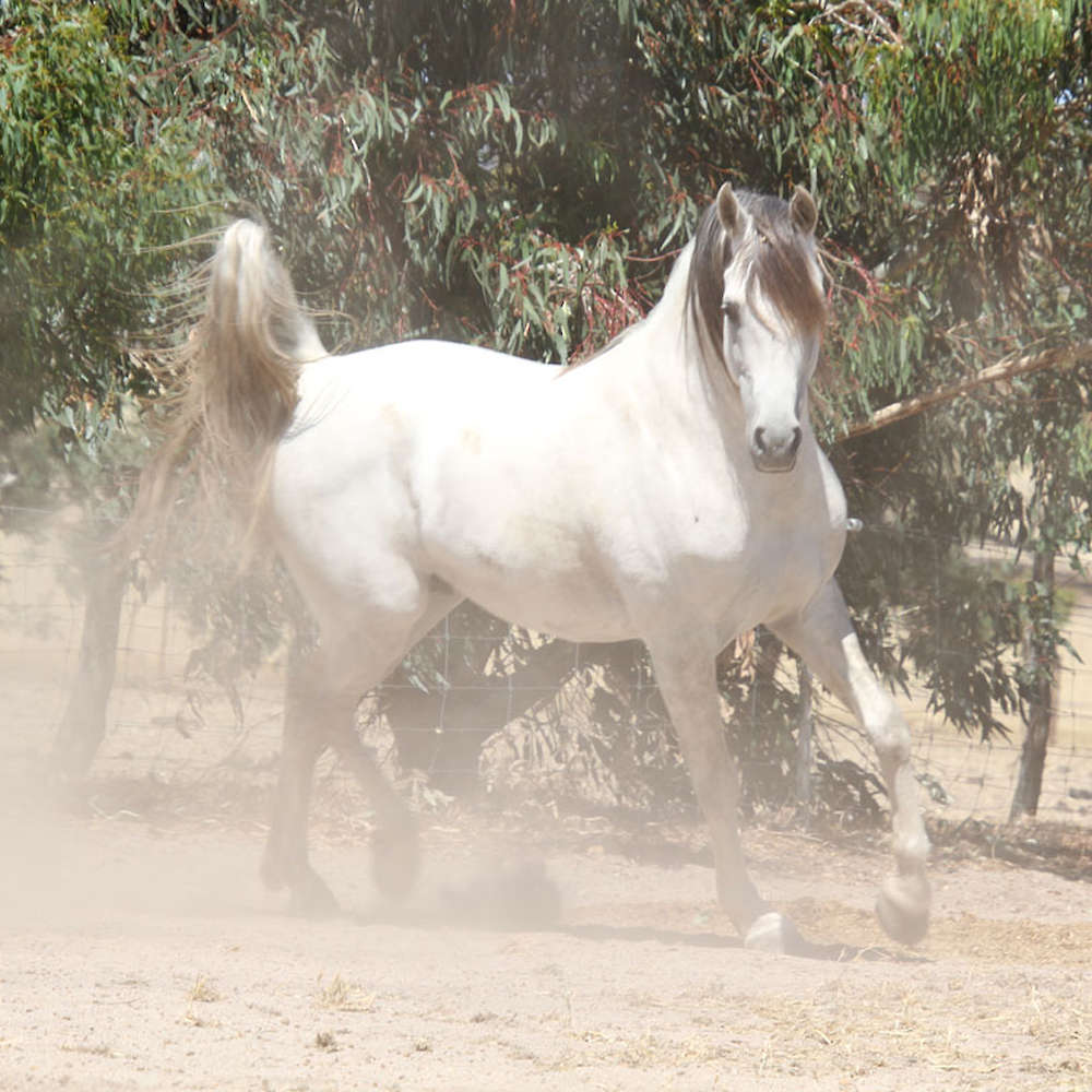 Marbling Padulla - Arabian Stallion. Chloe Ann Photo.
