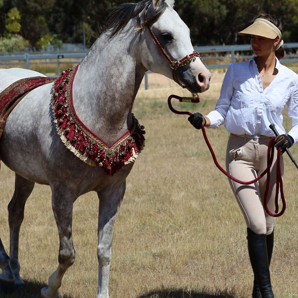 Marbling Nairn - 6yr old Arabian Stallion.