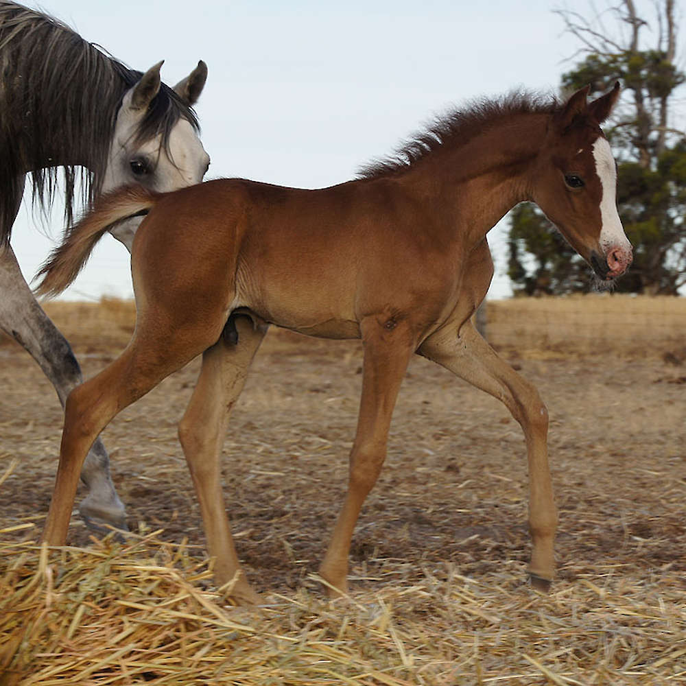 Marbling Nairn - Arabian Colt foal.