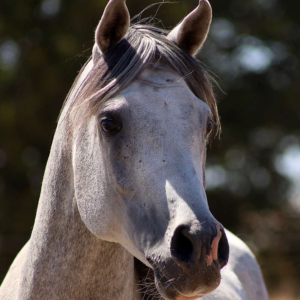 Nejiv - 6yr old Stallion. Photo December 2022.