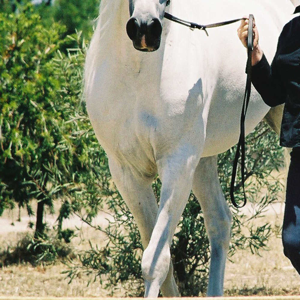 Marbling Nemo - Arabian Stallion.