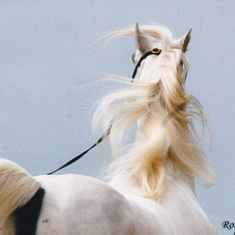 Marbling Nemo - Arabian Stallion. Chris Ros photo.