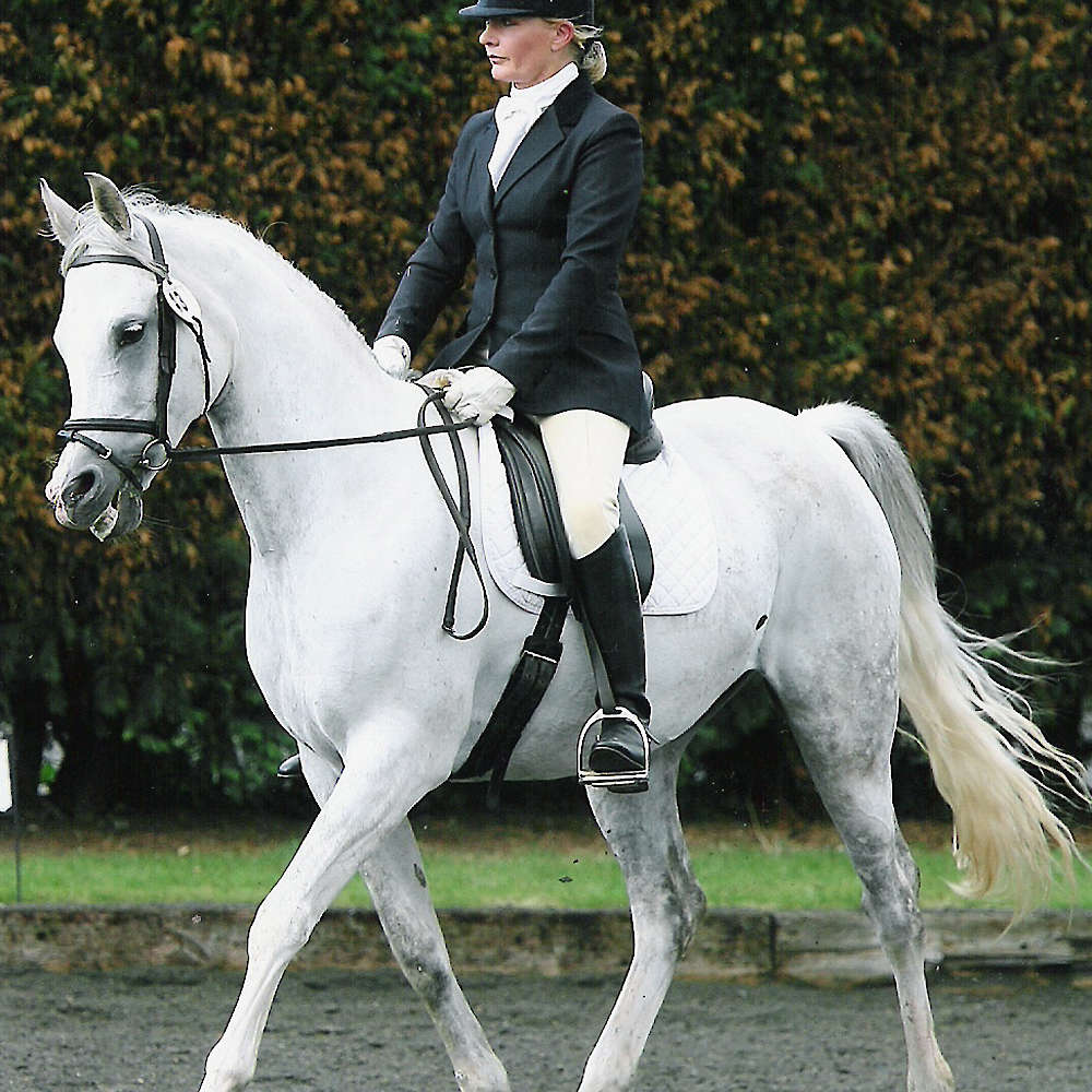 Sunne in Silver - Arabian mare photo Anne Brown Gladbrook Arabian Stud, UK.