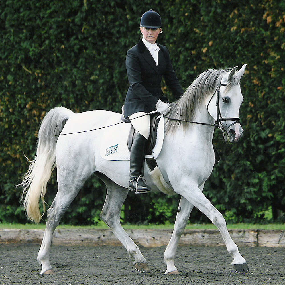 Sunne in Silver - Arabian mare photo Anne Brown Gladbrook Arabian Stud, UK.