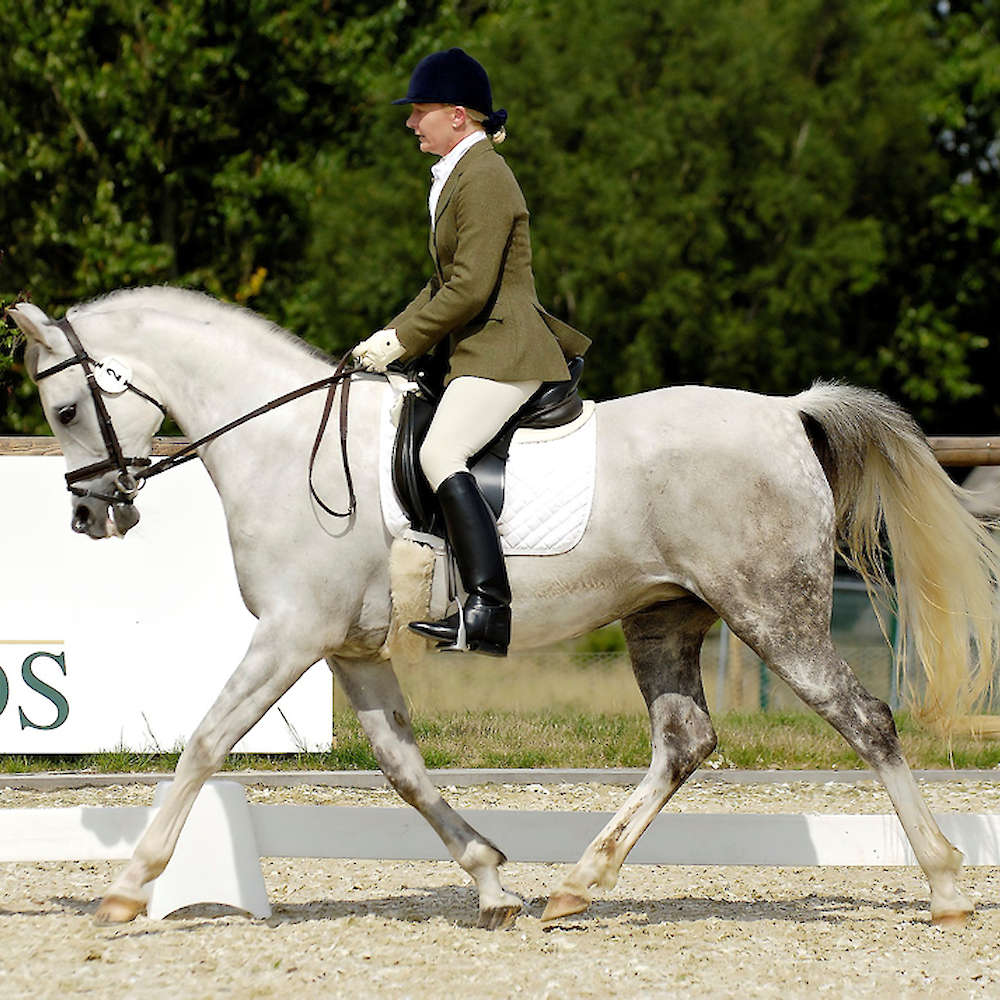 Sunne in Silver - Arabian mare photo Anne Brown Gladbrook Arabian Stud, UK.
