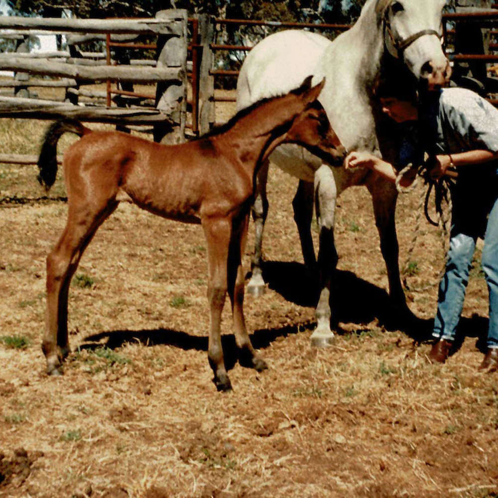 Marbling Nafara as a foal.