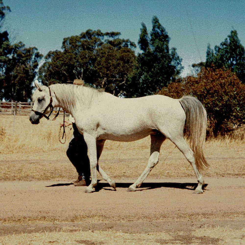 Sarai -Arabian Mare.