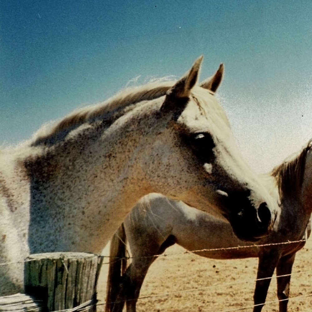Sarai -Arabian Mare.