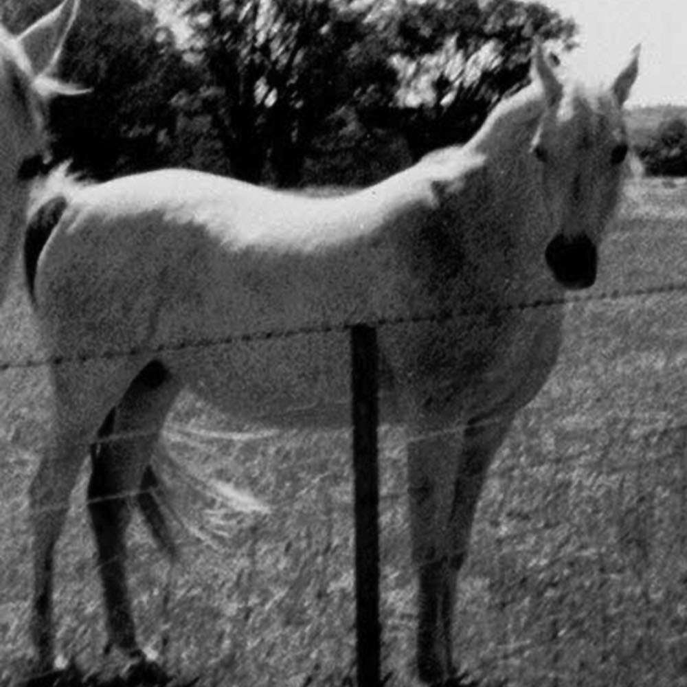 Sarai -Arabian Mare.