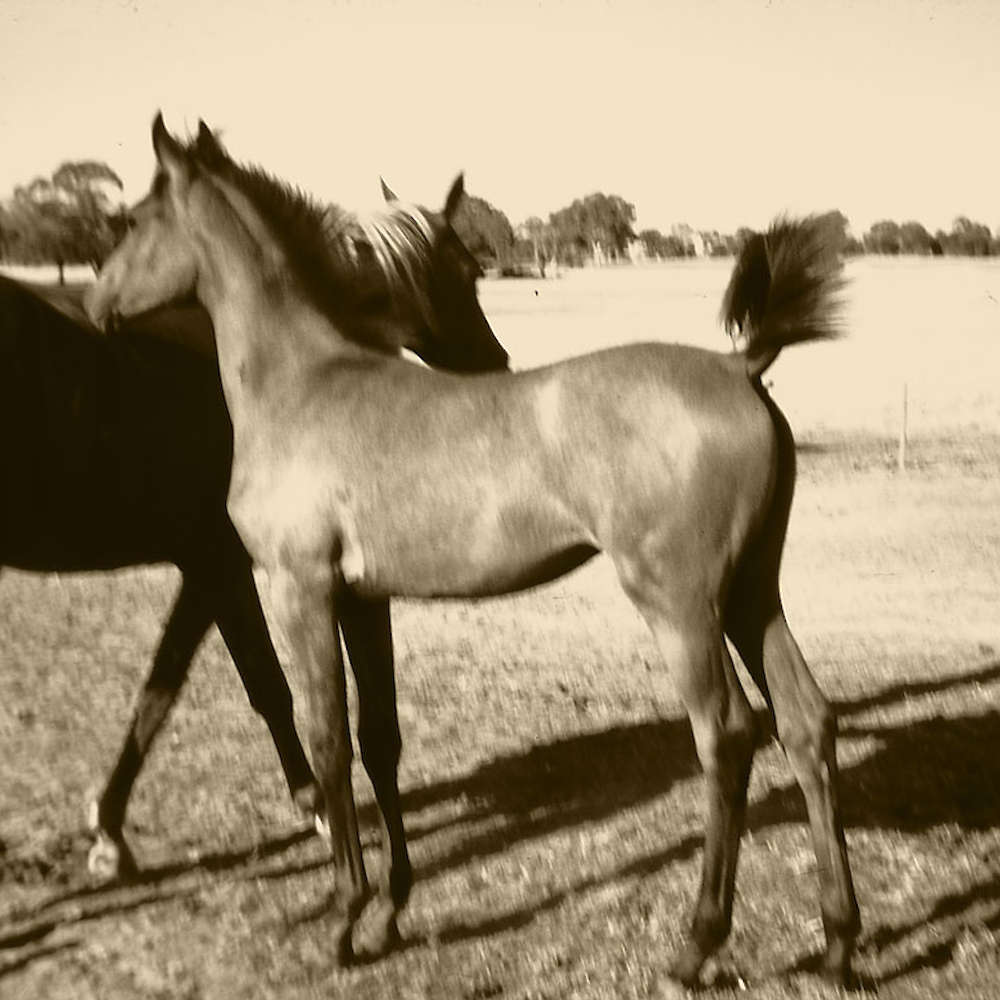 Sarai -Arabian Filly.