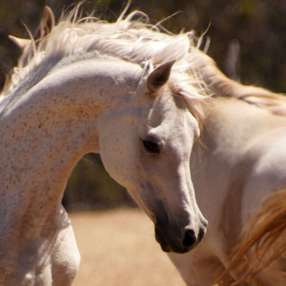 Ralvon Pilot - Arabian Stallion