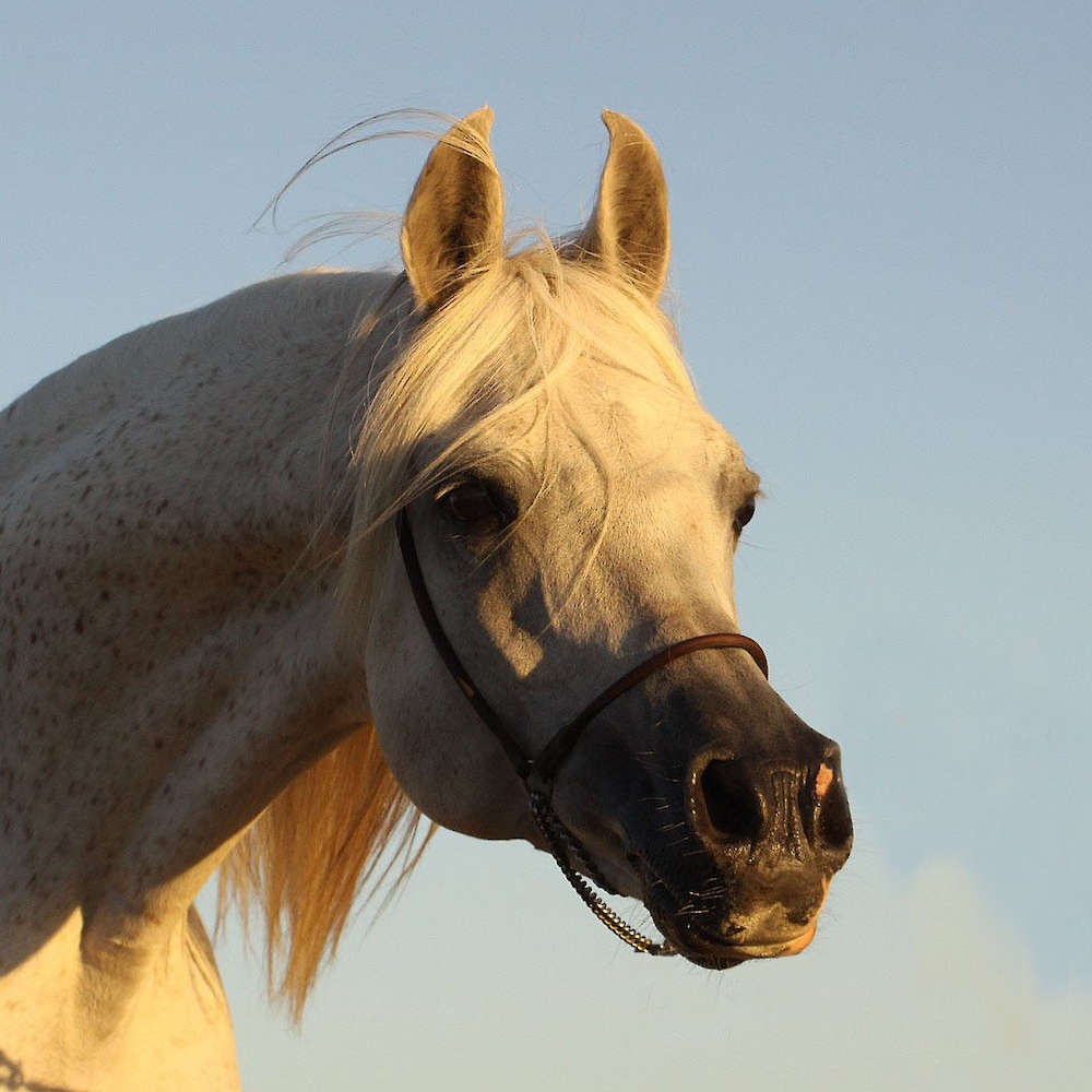 Ralvon Pilot - Arabian Stallion. Photo Chris Marone