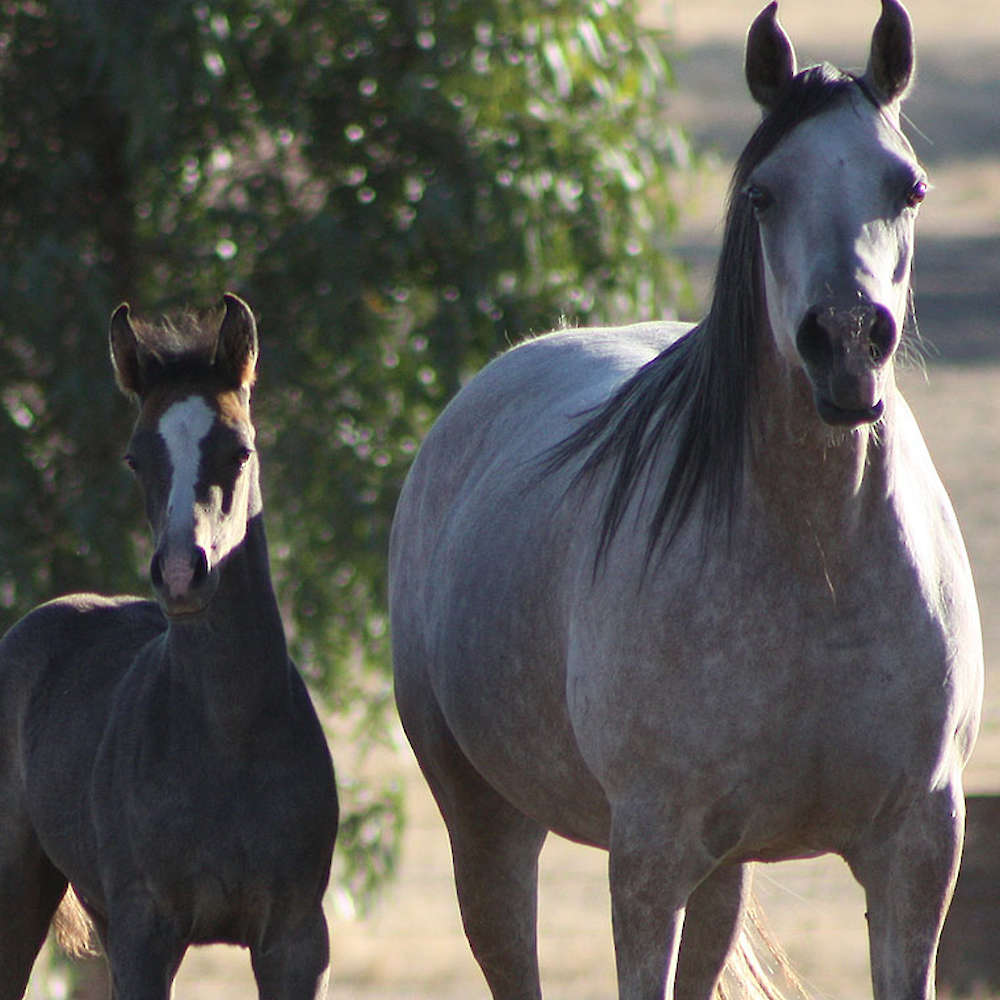 Marbling Noblesse