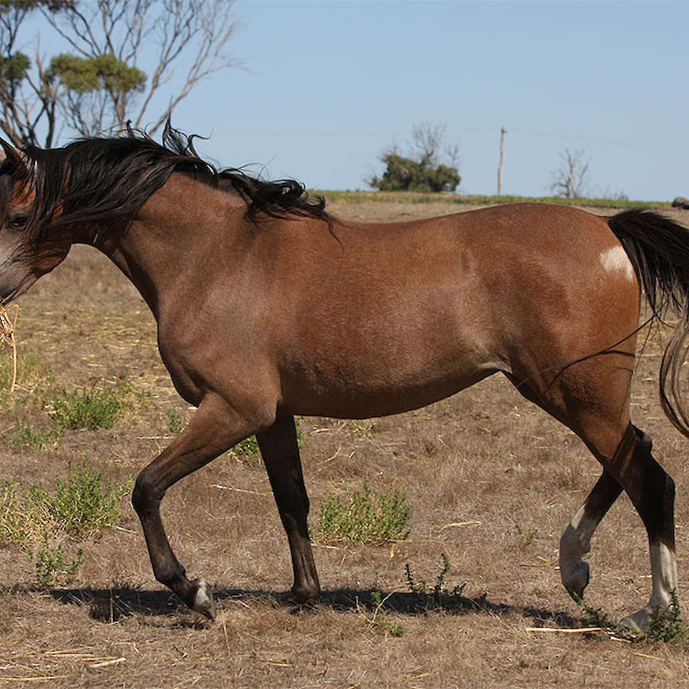 Marbling Noblesse
Photo Chris Marone.