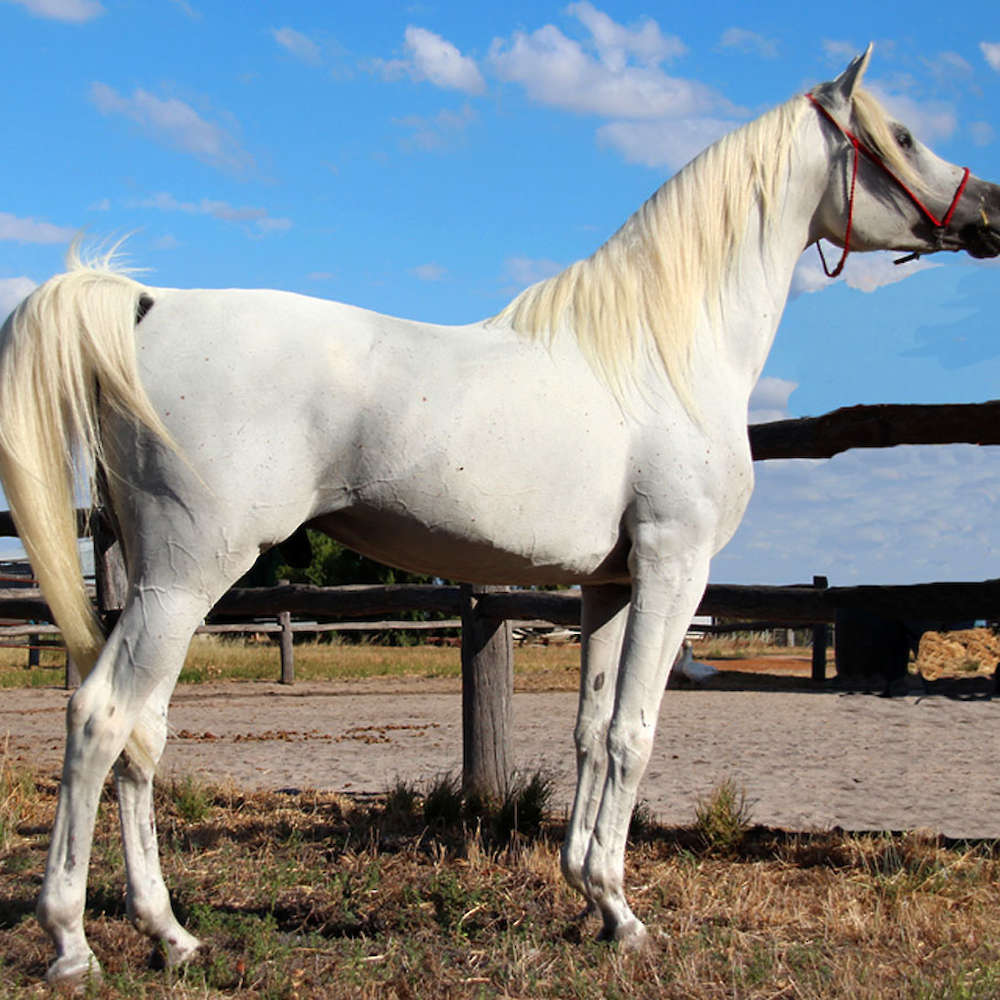 Marbling Nejm - Arabian Stallion.