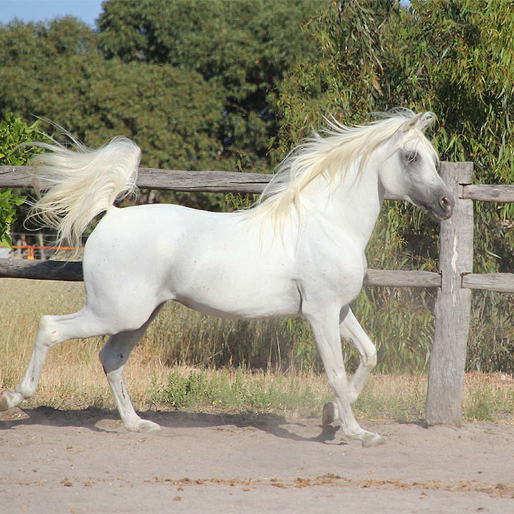 Marbling Nejm - Arabian Stallion.