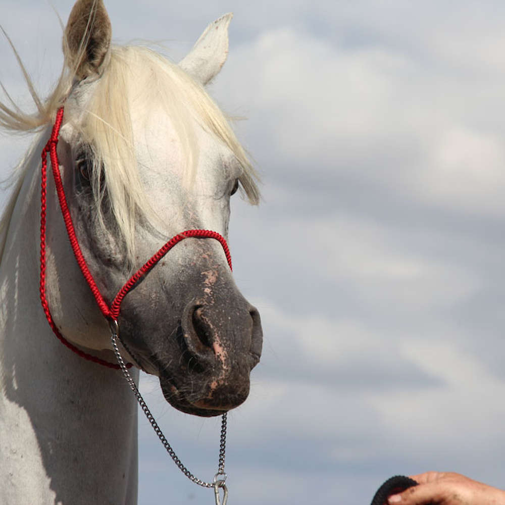 Marbling Nejm - Arabian Stallion.