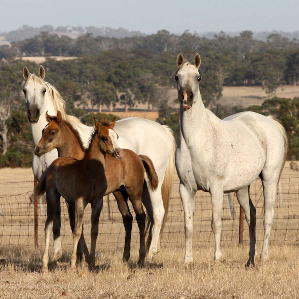 Joda Alise - Arabian Mare on left.