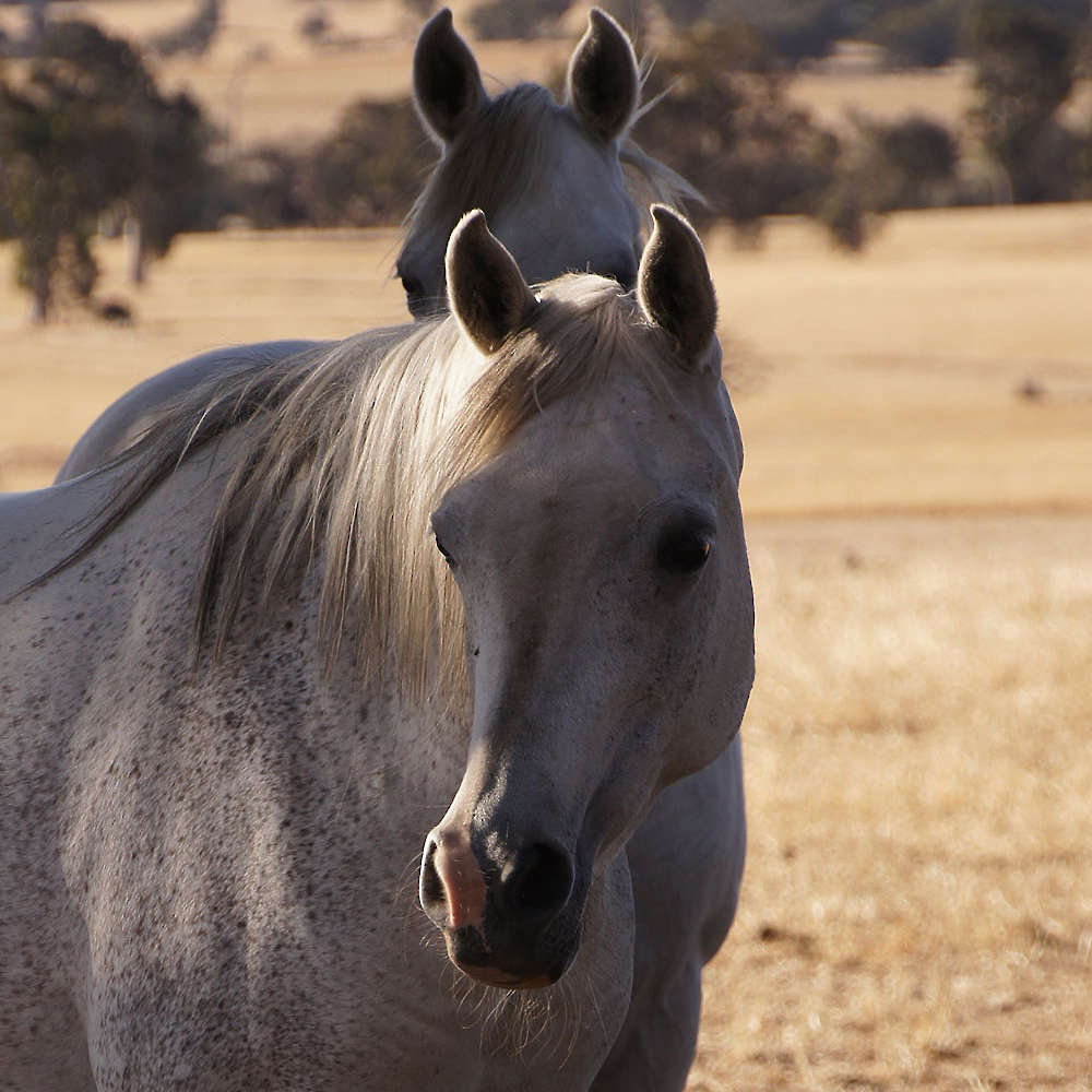 Joda Alise - Arabian Mare.
