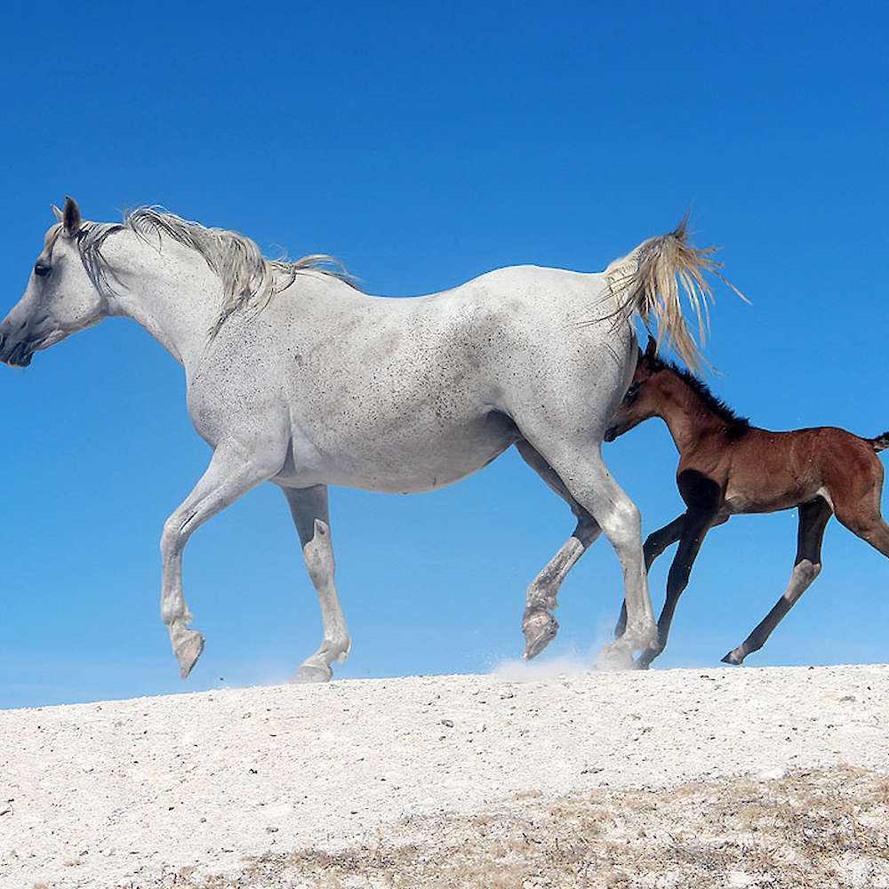Joda Alise - Arabian Mare.