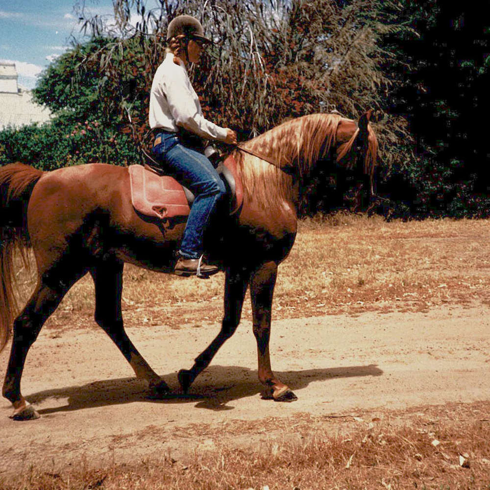 Marbling Star of The East - Arabian Stallion.