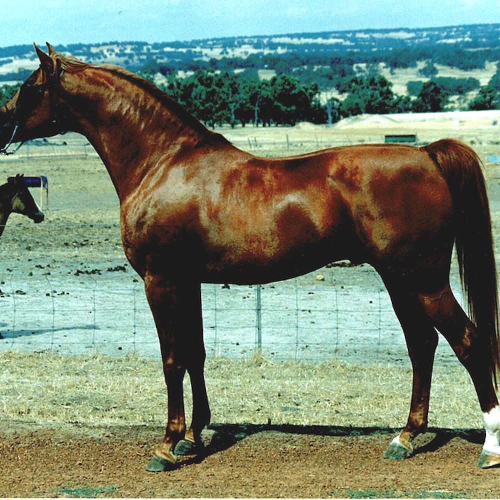Marbling Star of The East - Arabian Stallion.