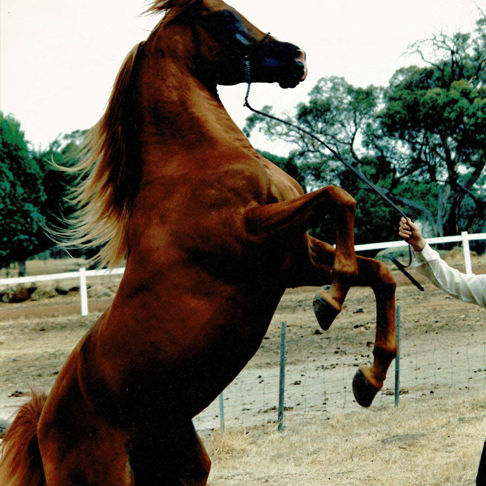 Marbling Star of The East - Arabian Stallion.