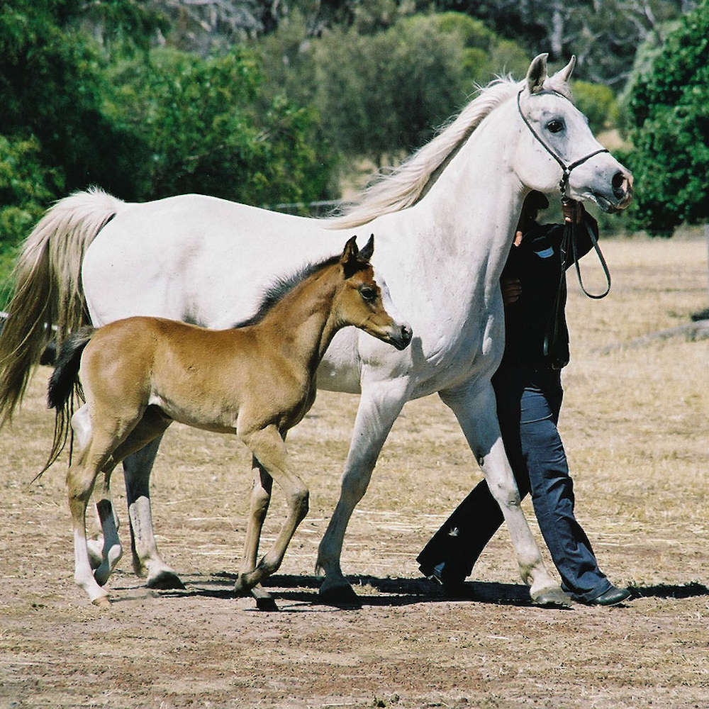 Mare-Marbling Neri. Foal- Marbling Noblesse.