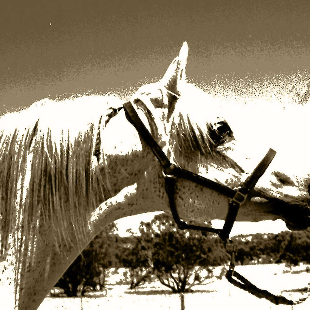 Princess Akarna - Arabian Mare.