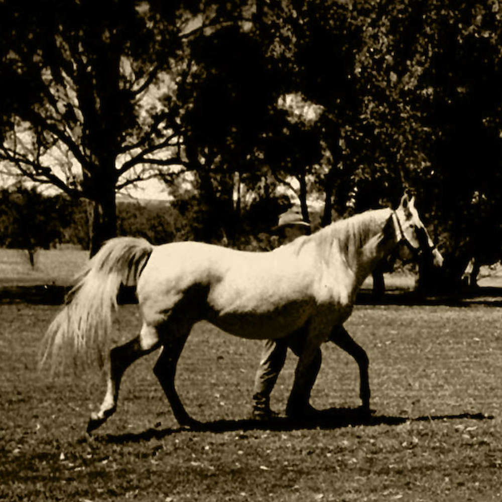 Princess Akarna - Arabian Mare.