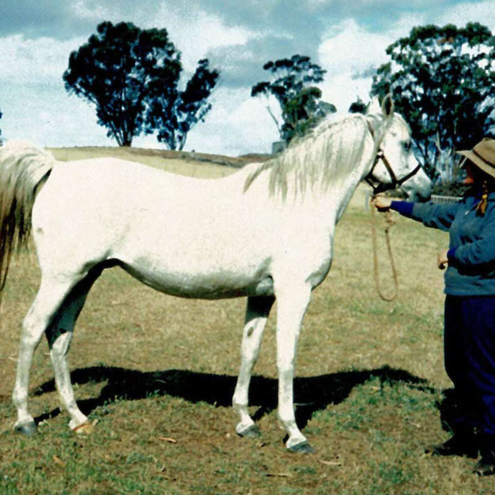 Princess Akarna - Arabian Mare.