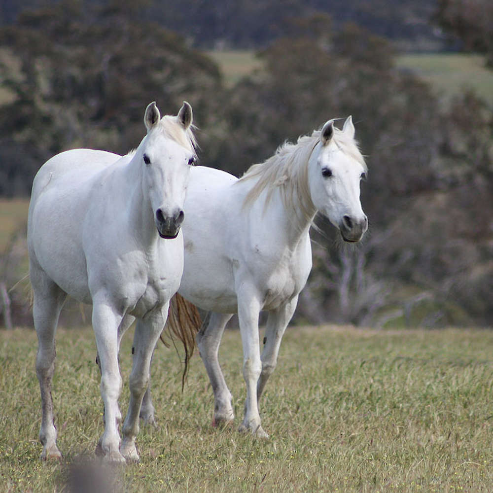 Marbling Niva on left. Marbling A'mala on right.