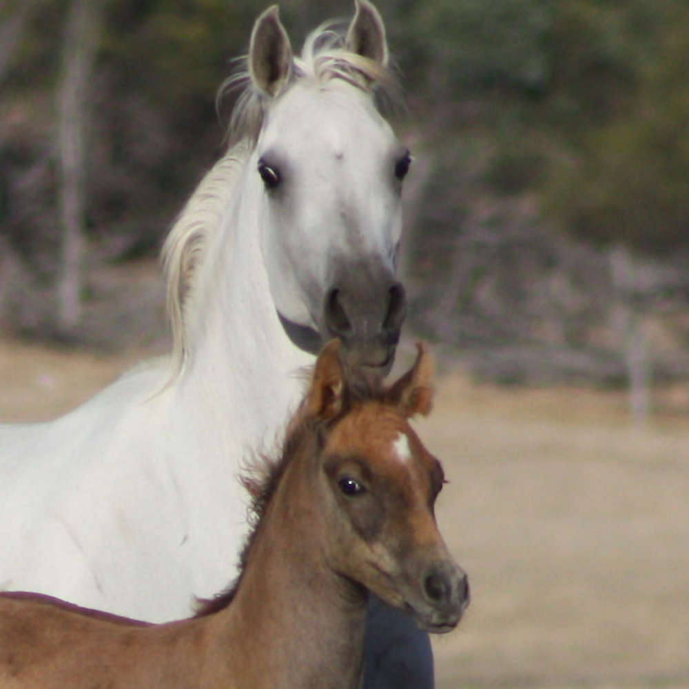 Marbling Niva - Arabian Mare.