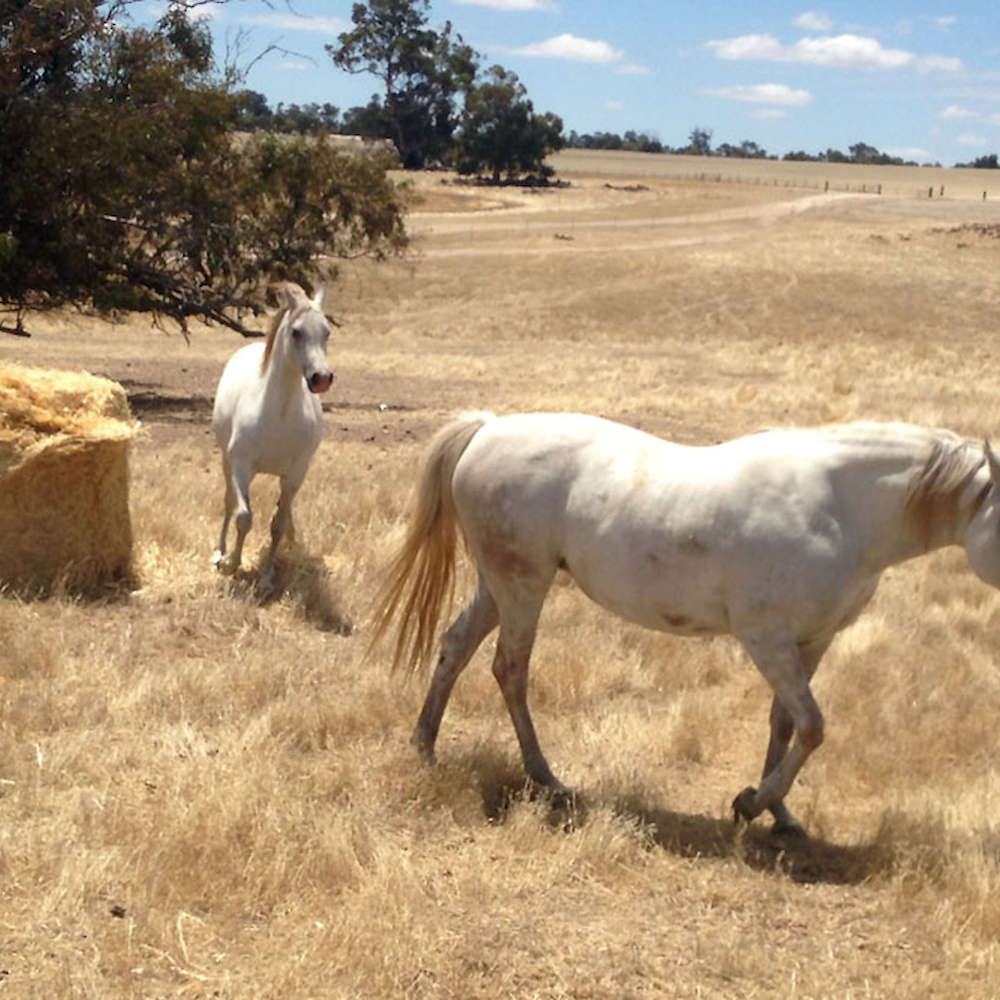 Marbling Natalia - Arabian Mare.