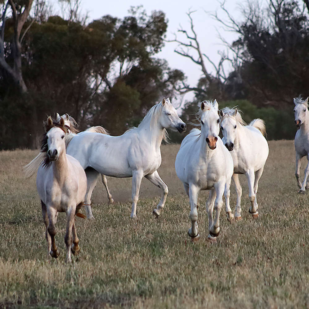 Marbling Nema - Arabian Mare center facing right.