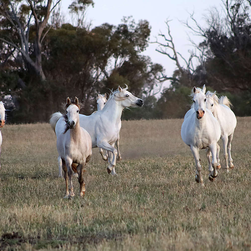 Marbling Nema - Arabian Mare center facing right.