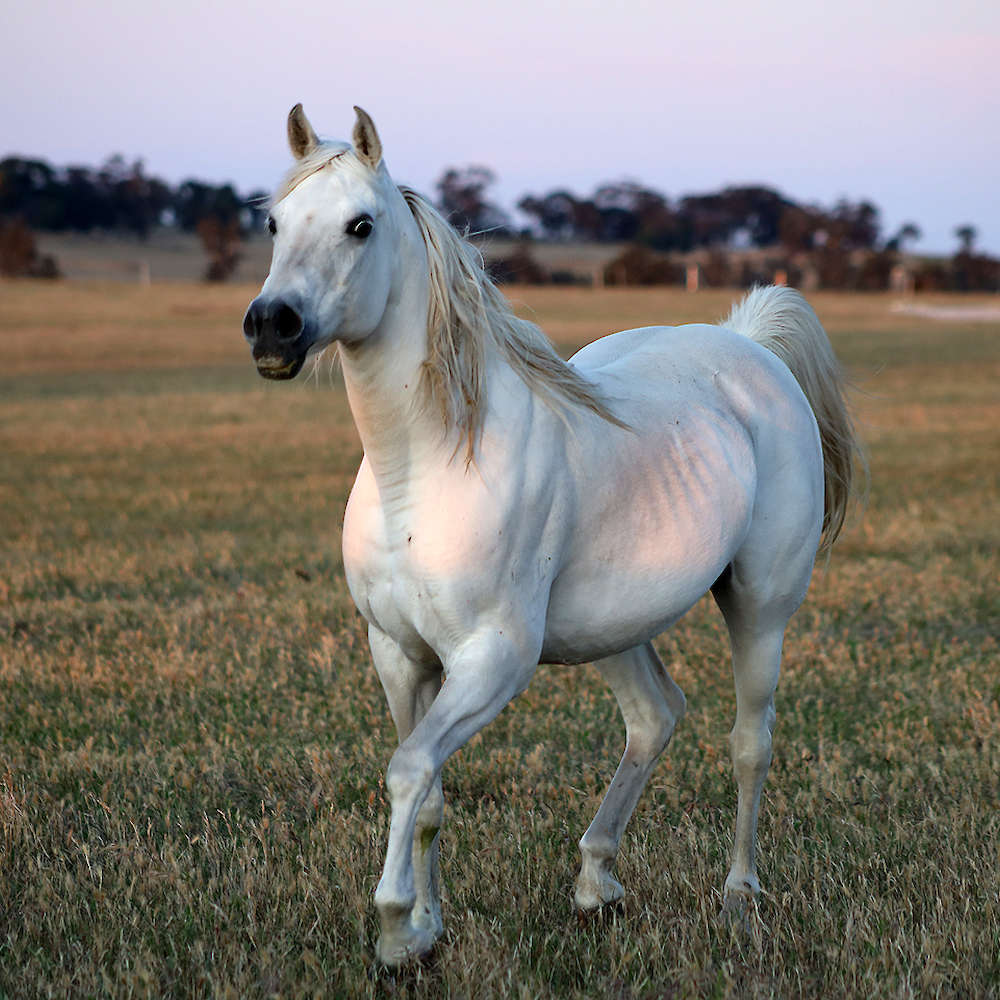 Marbling Nema - Arabian Mare.