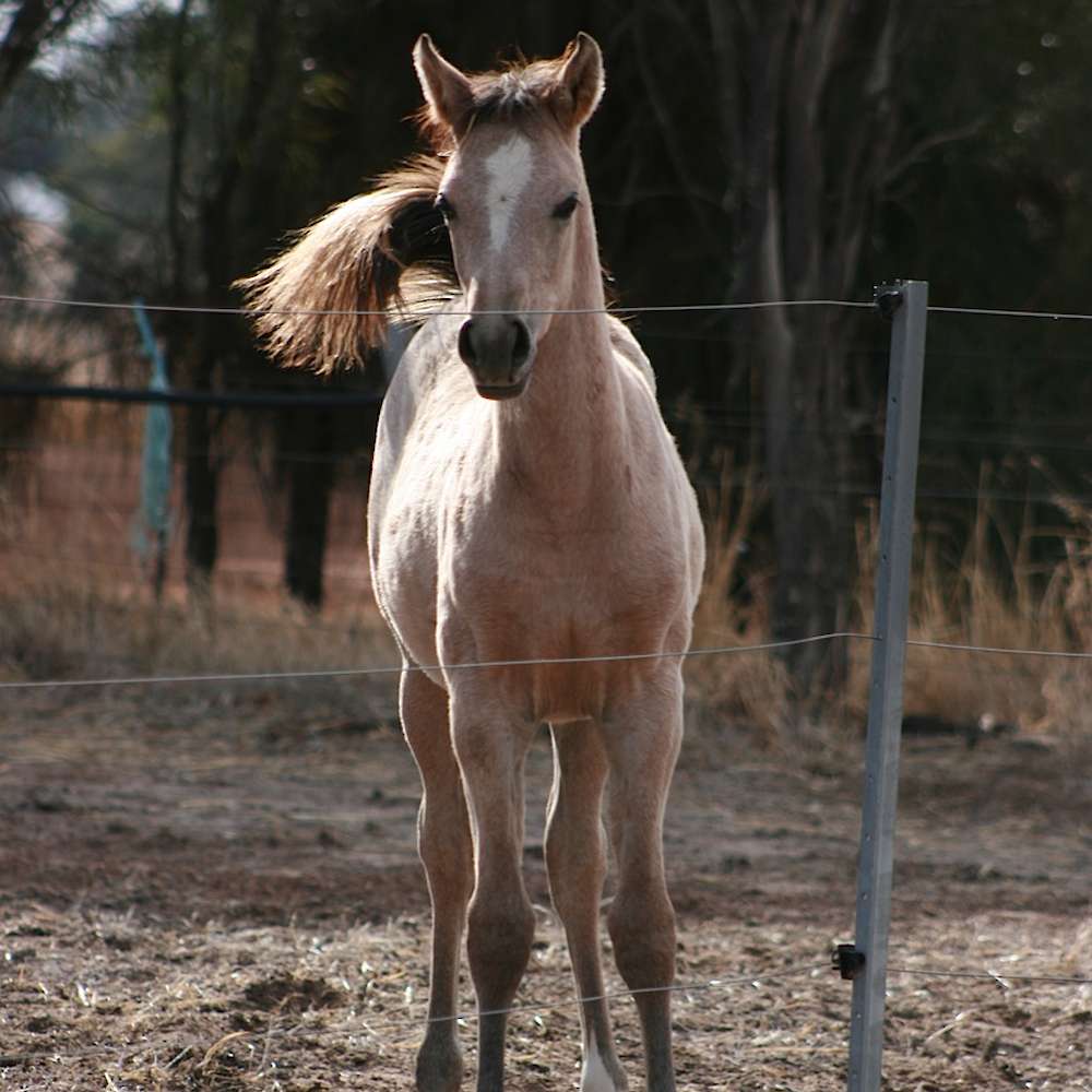 Marbling Nema - Arabian foal.