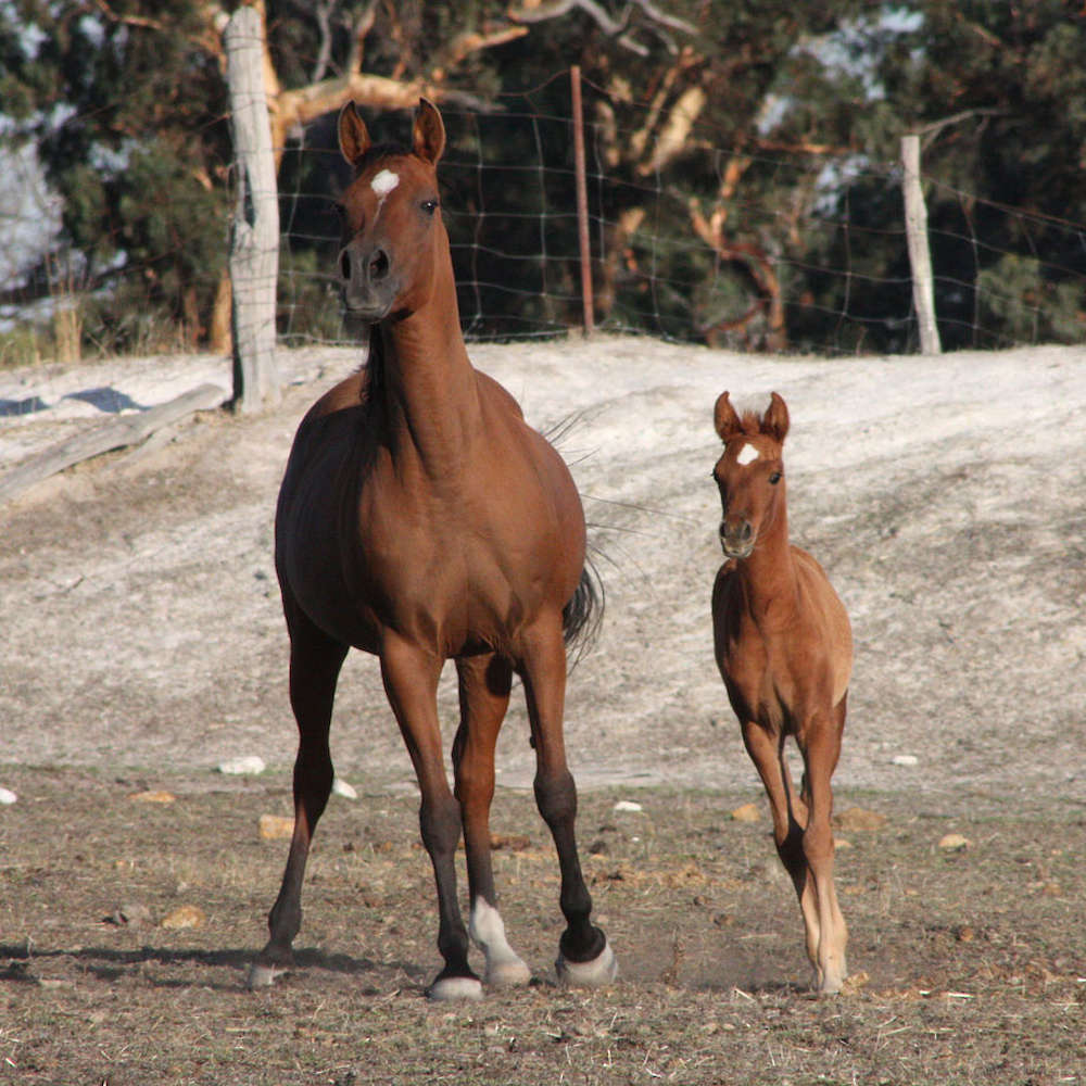 Marbling A'Dell - Arabian Mare.
