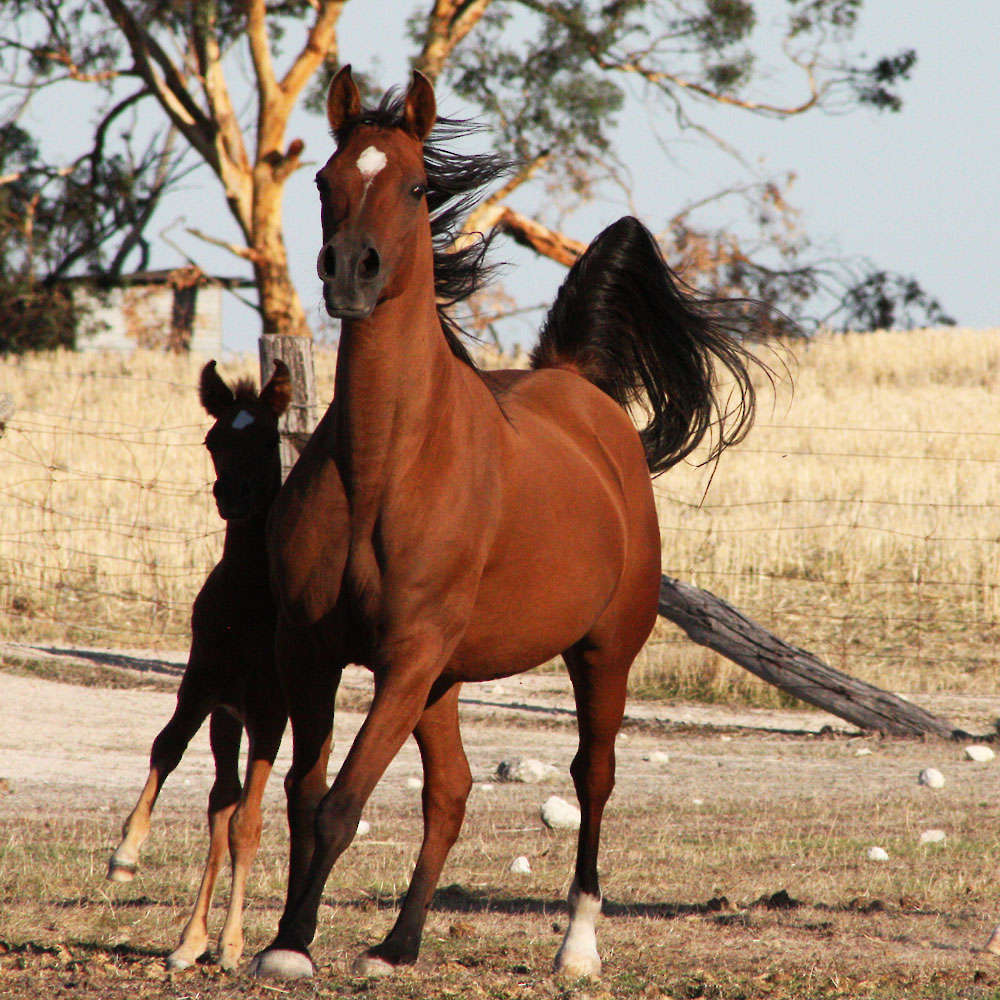 Marbling A'Dell - Arabian Mare.