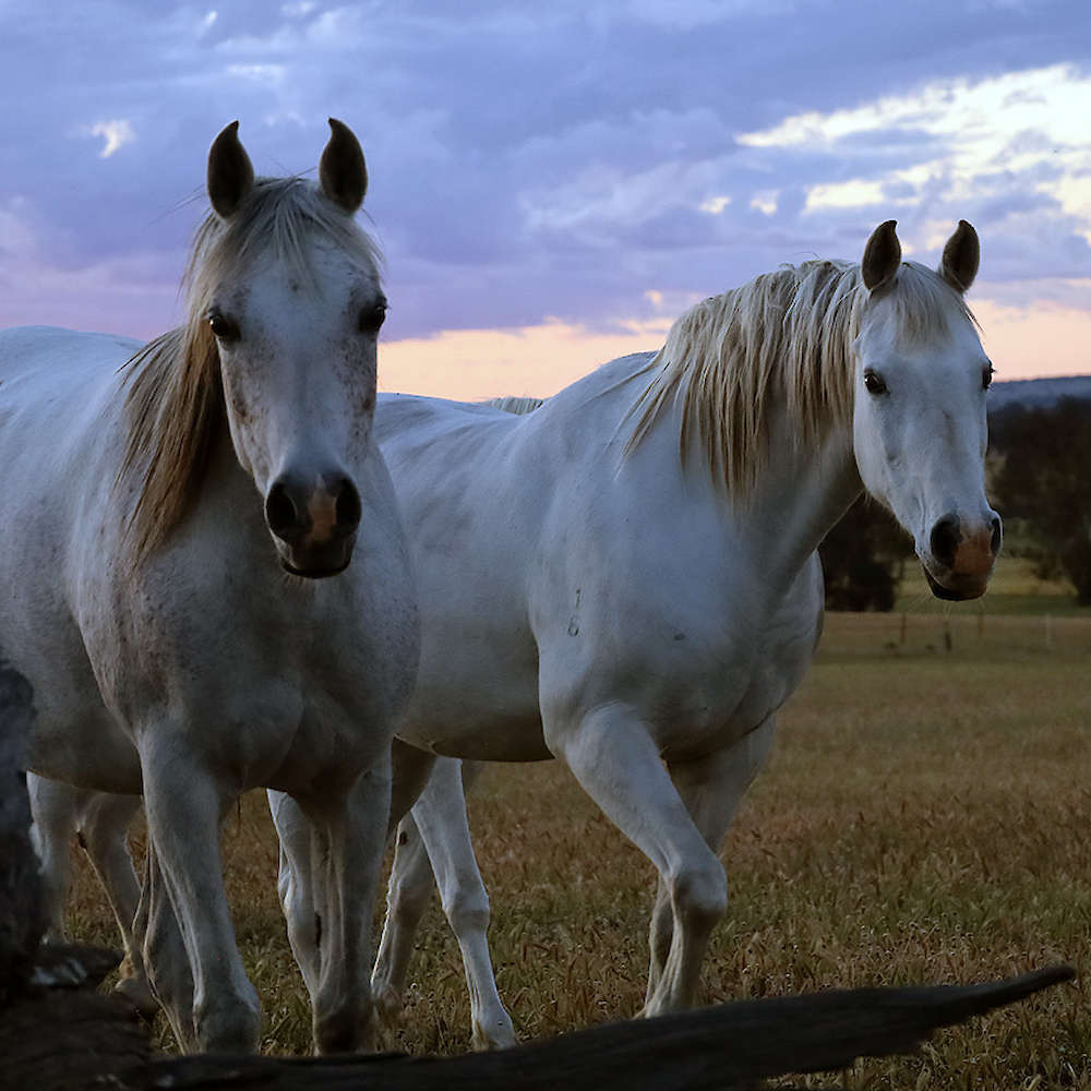 Marbling Amanda - Arabian Mare on left.