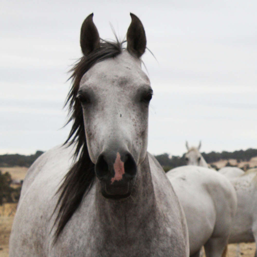 Marbling Amanda - Arabian Mare.