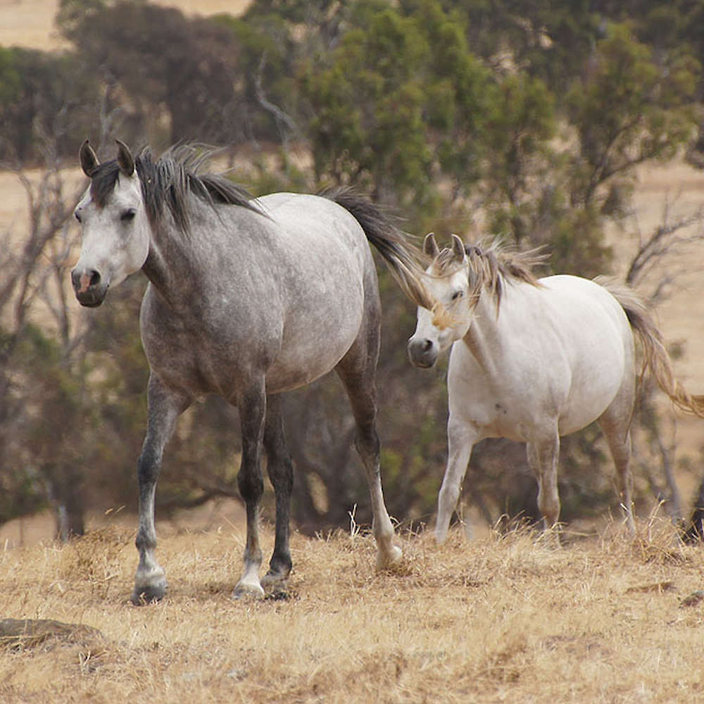 Marbling Amanda - Arabian Mare.