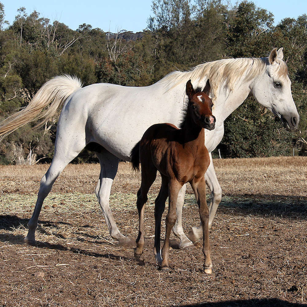 Marbling Amelia - Arabian Mare. Foal- Marbling Amanda.