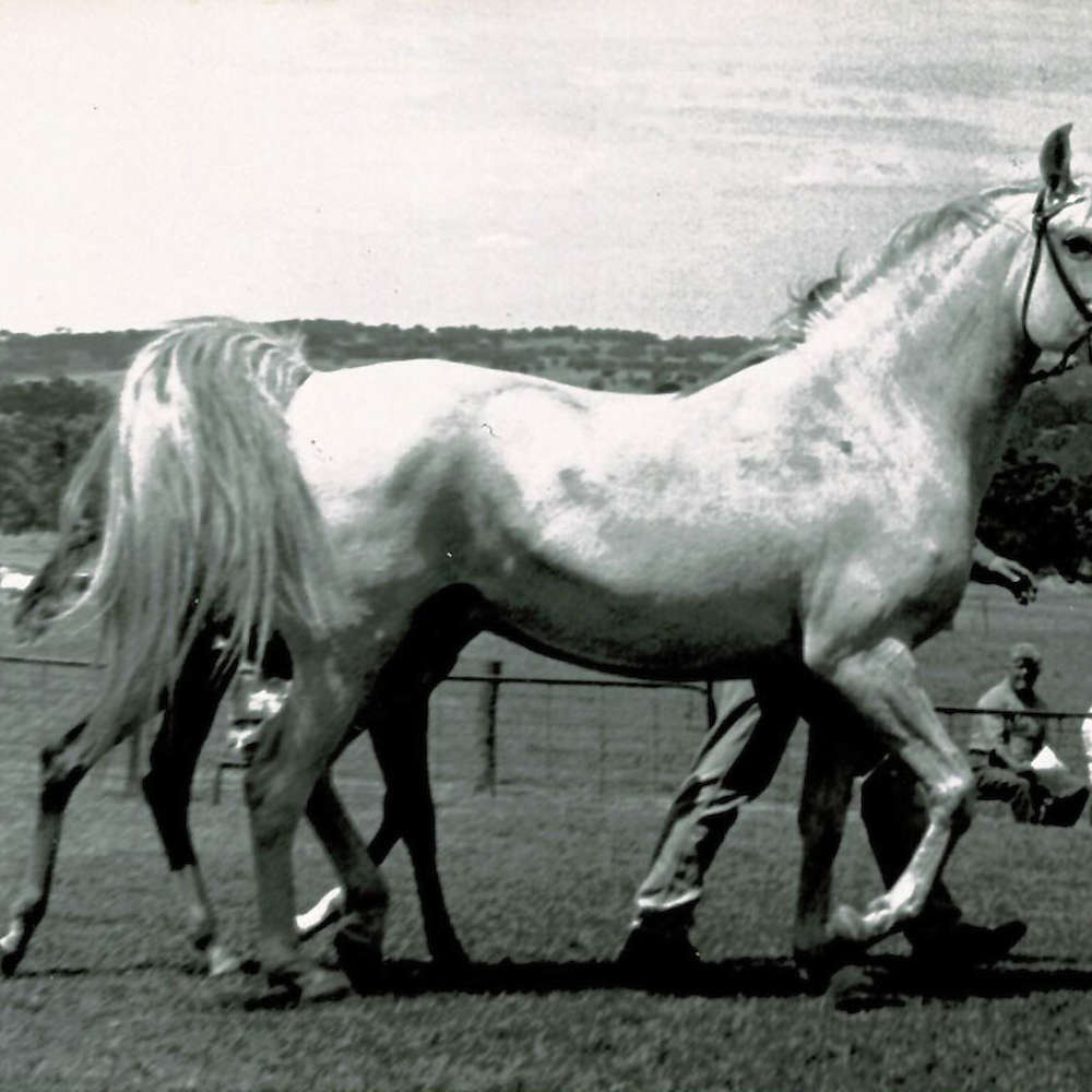 Marbling Astara - Arabian Mare.