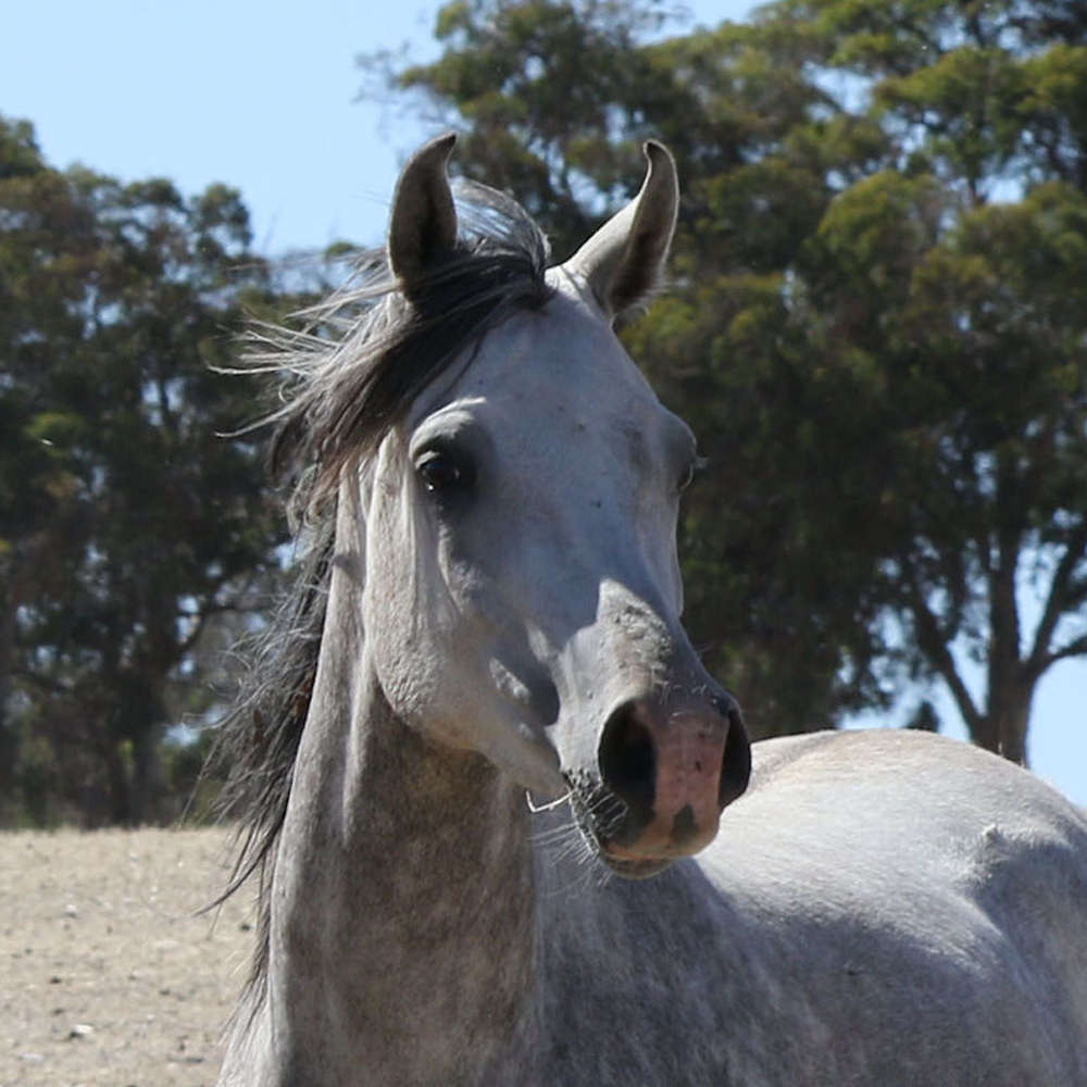 Ndre - Arabian Gelding. Photo Karsten Scherling, Al Tair Stud, Germany.