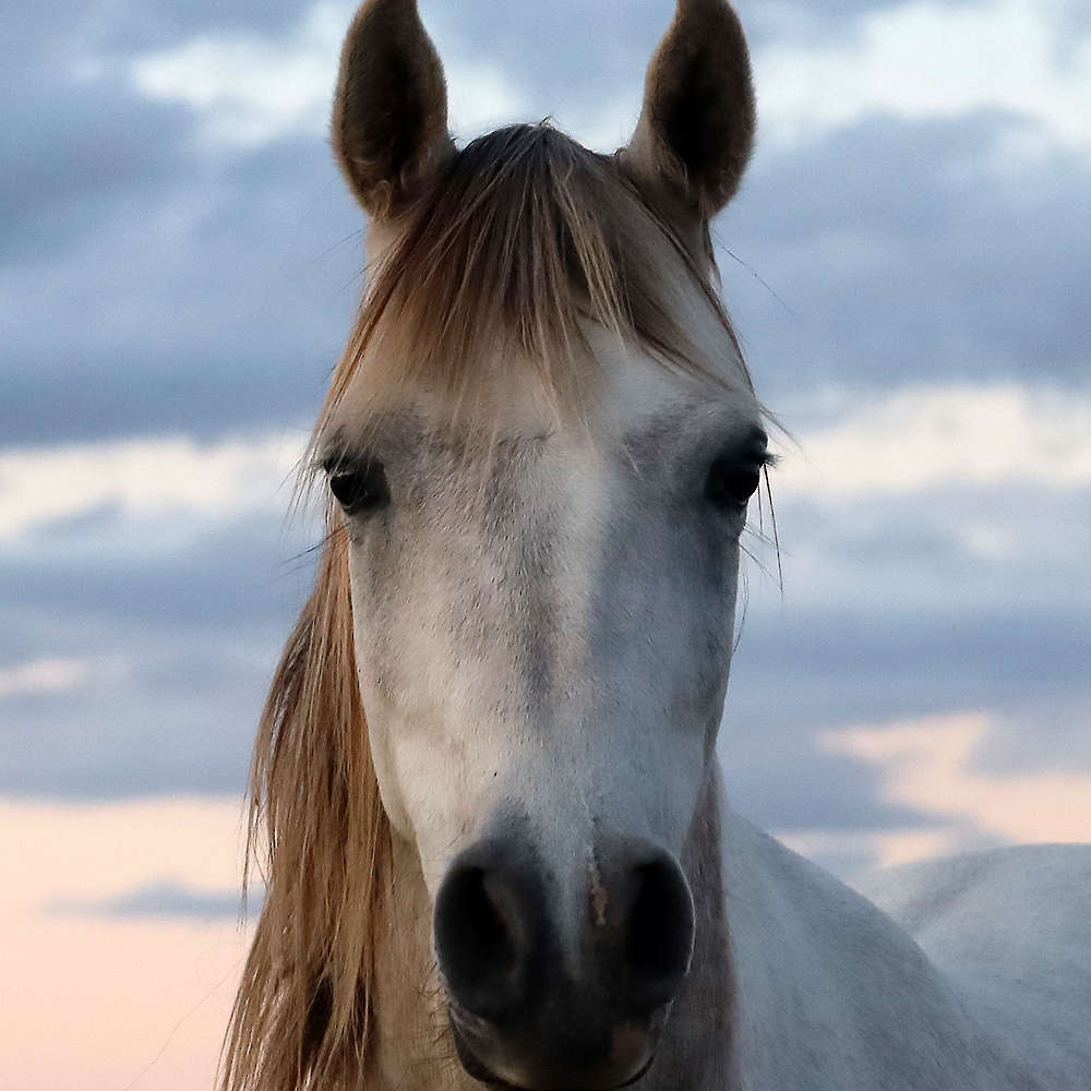 Rachael - Arabian Mare.
